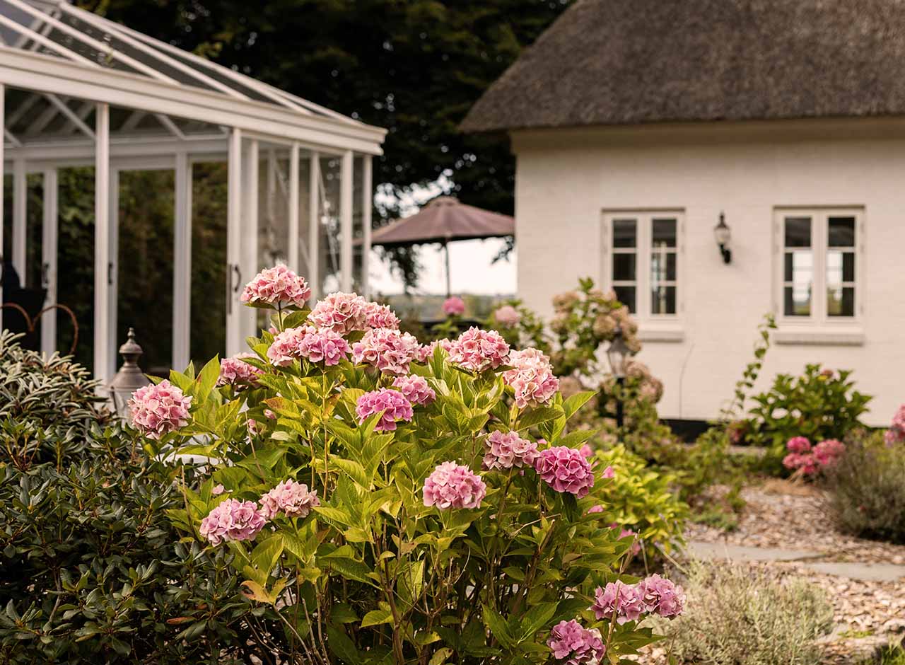 Hvidt landhus med stråtag og blomstrende hortensiaer i forhaven, omgivet af grøn beplantning og drivhus
